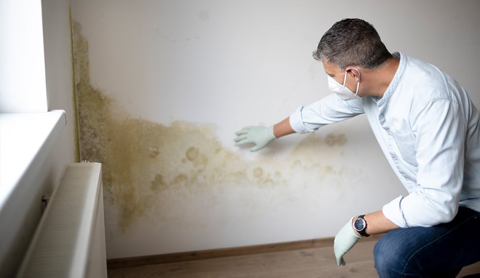 Professional mold testing and air quality evaluation in Voorhees NJ