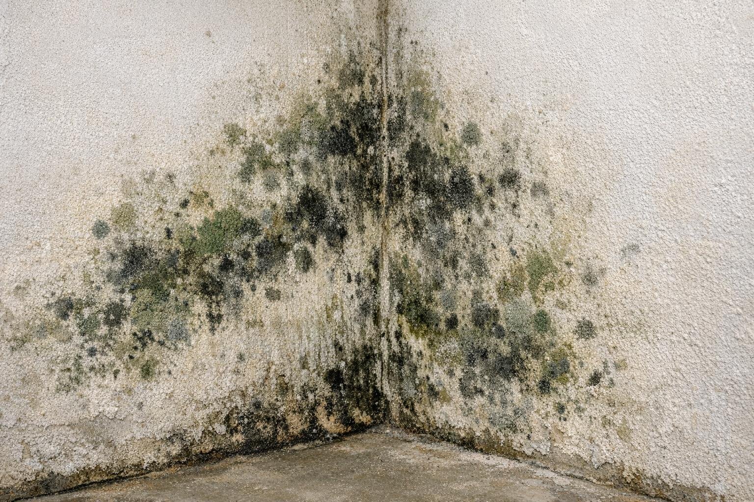 Mold on wall or basement Pennsylvania